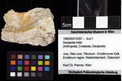 Foto (Objket + Etiketten) von Decapoda indet. 